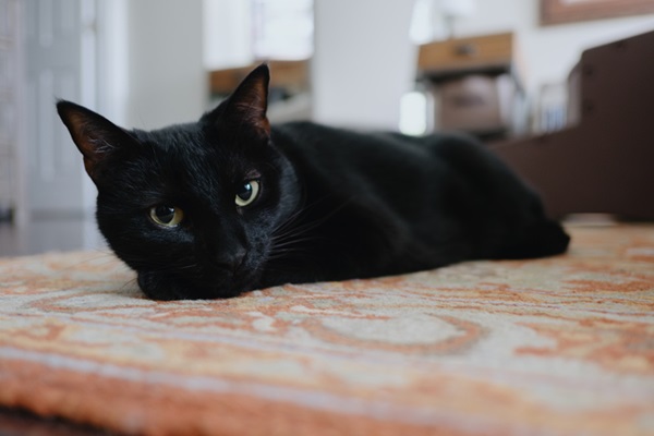 12 ideias de nomes para gato preto - NSC Total