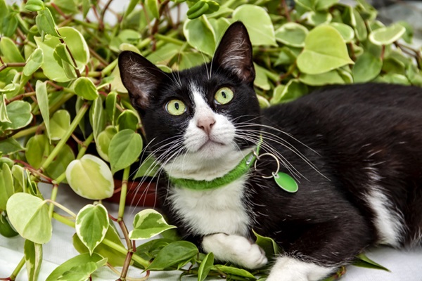 Nomes de gato com a letra M - mais de 250 opções maravilhosas!