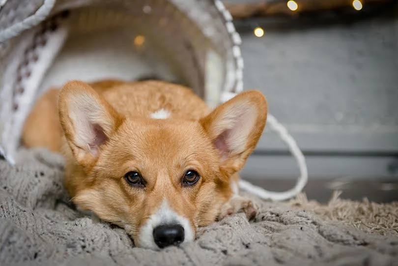 Corgi