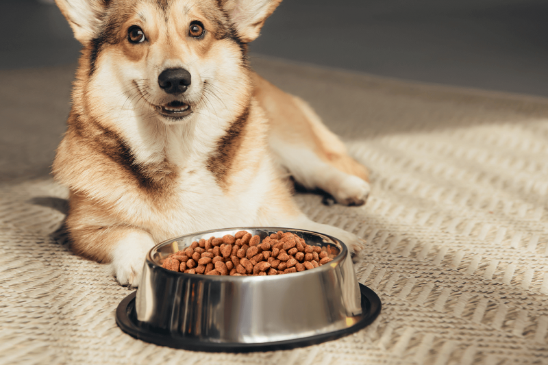 Você já analisou se seu cão ou gato estão abaixo ou acima do peso?