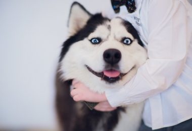 Principais dúvidas sobre o Husky Siberiano