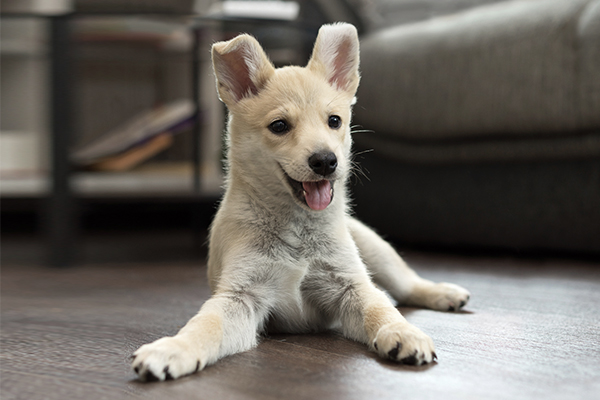 O melhor começo de vida para seu cãozinho