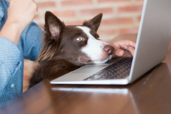 Animais deixam de ser coisas perante a Lei