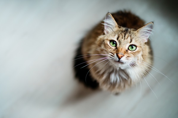 Fezes de gato: tipos e significados - COM FOTOS