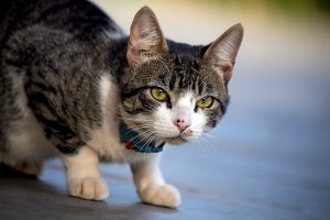 gato sem raça definida olhando diretamente para a câmera