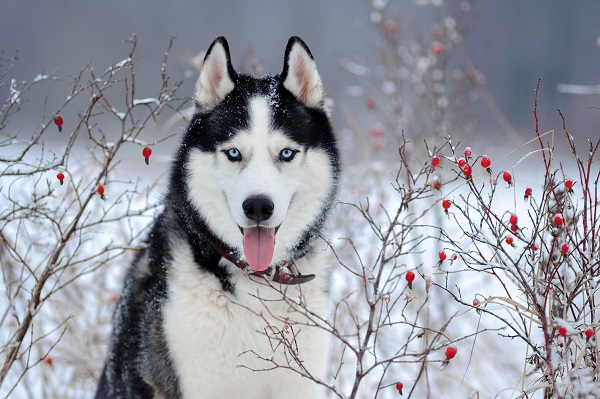 husky-siberiano