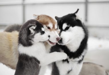 Como cuidar de um Husky Siberiano?