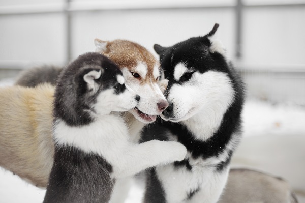 Como cuidar de um Husky Siberiano?