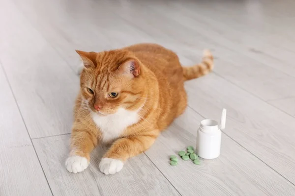 Gato com vermífugo.