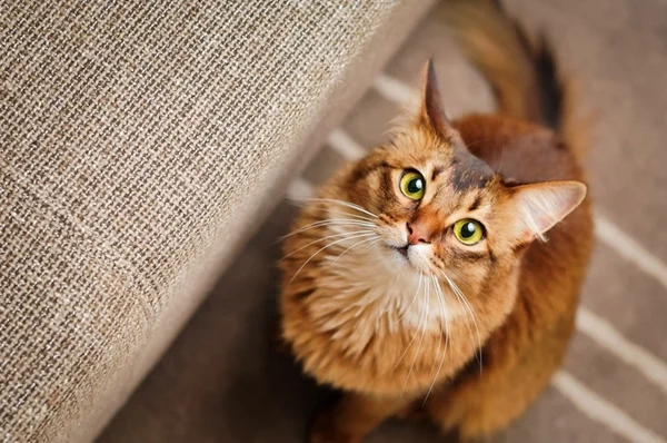 Qual o melhor vermífugo para gatos? Conheça 5 opções