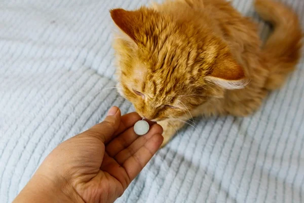 Gato tomando vermífugo.