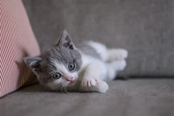 Gato filhote.