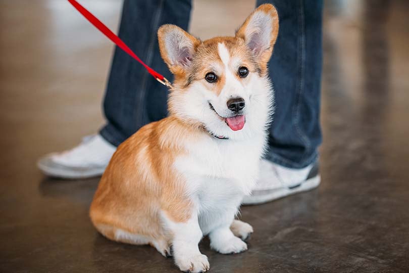 Corgi é uma raça de cachorros fofos. Na foto, cachorro sentado