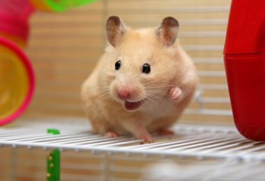 Como cuidar de hamster