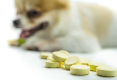 Antipulgas comprimido – Motivos para usar