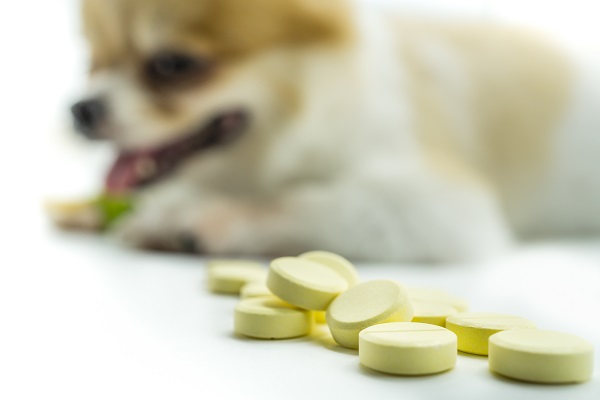 Antipulgas comprimido – Motivos para usar