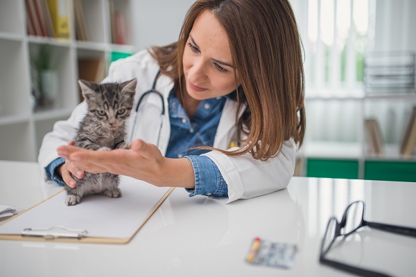 Gato com uma médica veterinária