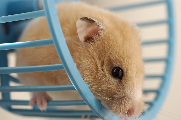 Adestrando seu hamster