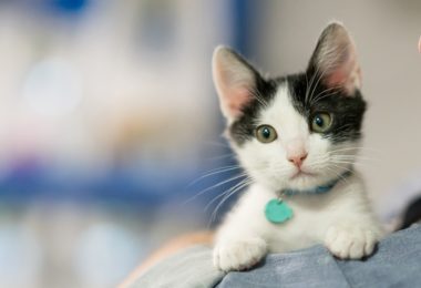 Vermífugo para gatos filhotes