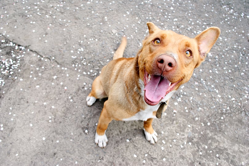 Latido de cachorro: como lidar? Para te ajudar, respeitando a natureza de seu cão, elaboramos um guia completo com informações e dicas. Na foto, cachorro sentado de boca aberta