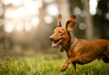 Cérebro dos cachorros mudou por conviverem com seres humanos
