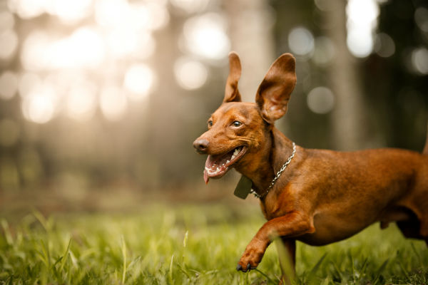 Cérebro dos cachorros mudou por conviverem com seres humanos