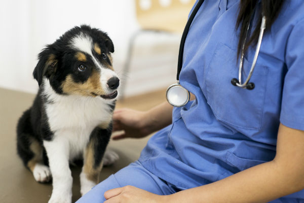 Setembro Vermelho chama atenção para problemas cardíacos em pets