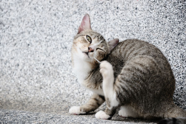 Porque usar antipulgas no seu gato