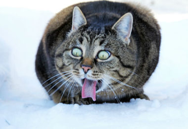 Por que meu gato mostra a língua quando sente alguns cheiros ou gostos?