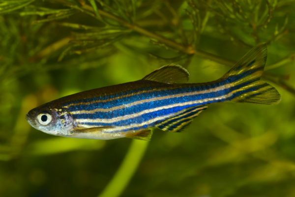 Peixes também podem ter depressão