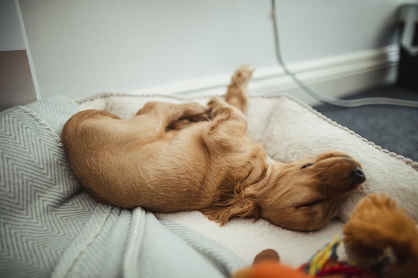 Modelo de cama para cachorro