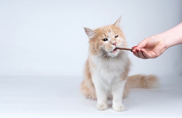 Dez petiscos que seu gato vai adorar!