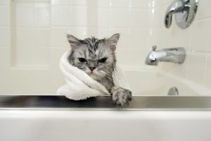 Gato molhado, dentro de uma banheira, coberto por uma toalha branca
