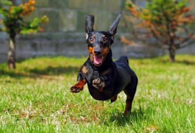 Dachshund – Principais doenças