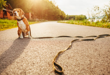 Pesquisa revela que perder um cão pode ser tão doloroso quanto a morte de um familiar
