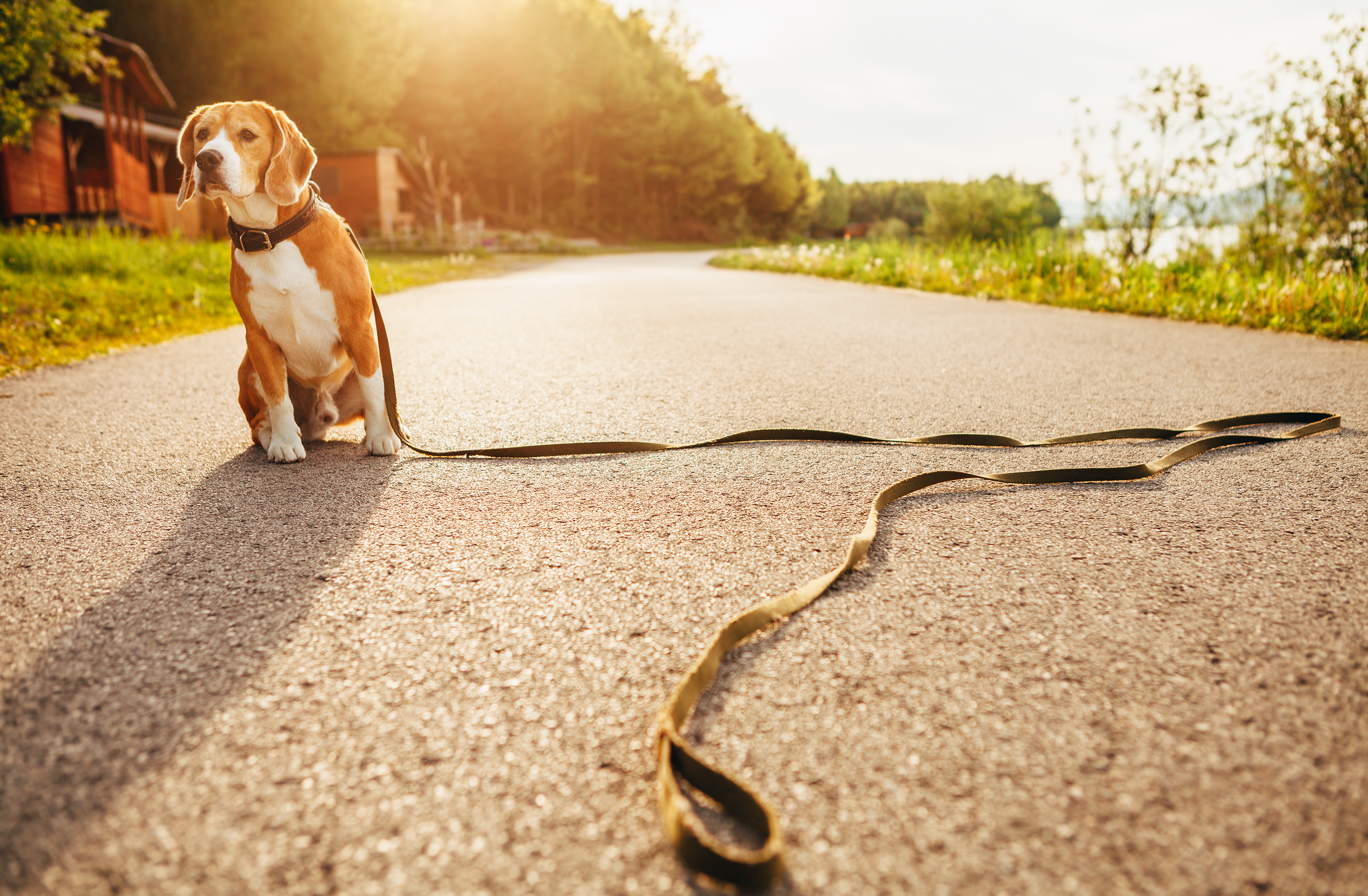 Pesquisa revela que perder um cão pode ser tão doloroso quanto a morte de um familiar