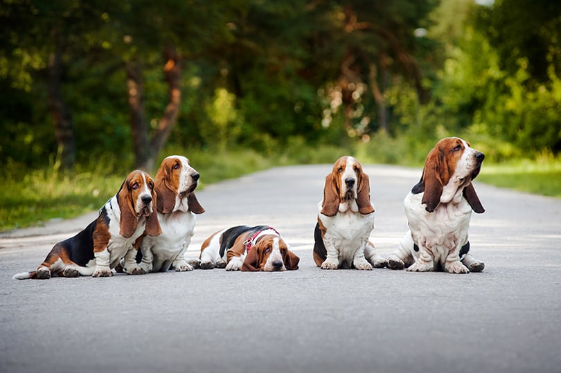 Basset hound é o companheiro ideal para crianças tranquilas e carinhosas