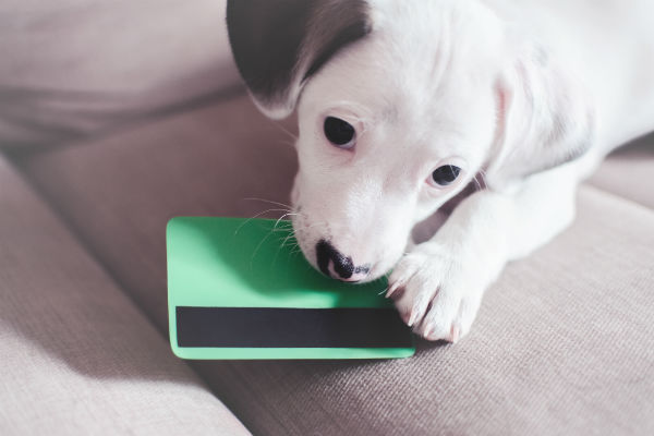 Pais gastaram quase R$ 12 bilhões com saúde dos pets em 2018