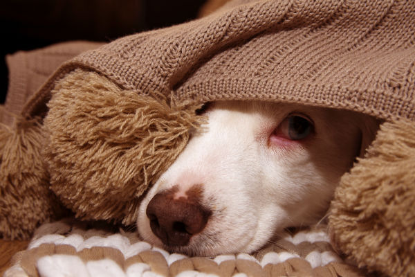 Medo de fogos: proteja seu cachorro com o Adaptil