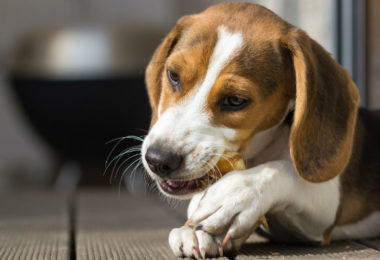 Petiscos que ajudam na limpeza dos dentes dos pets