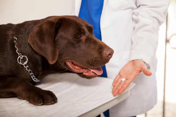 Vitaminas e suplementos para cachorro
