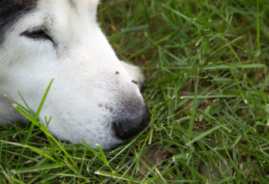 Moscas e mosquitos transmitem doenças para os pets