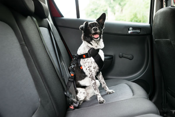 Prefeitura de São Paulo tem guia sobre transporte de pets