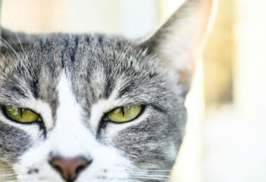 Seu gato pode imitar sua personalidade, revela estudo