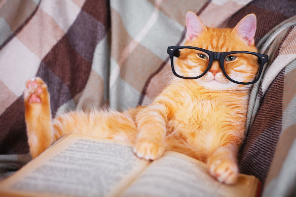 Dicas para deixar sua casa segura para um gato idoso