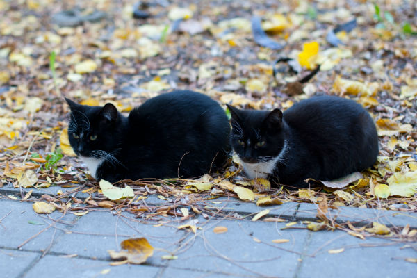 “Clonar memórias” é a nova proposta para que pets sejam imortais