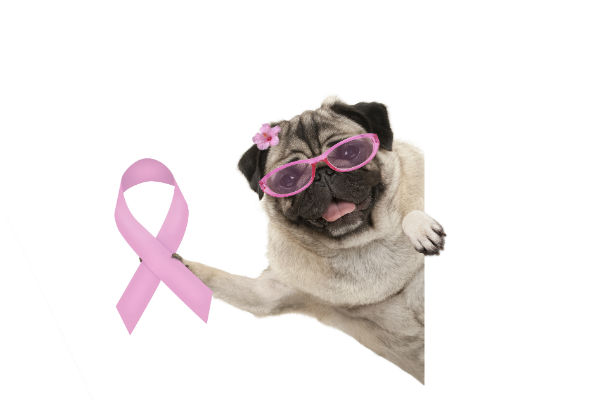 Outubro Rosa Pet: castração é indicada para prevenir câncer de mama