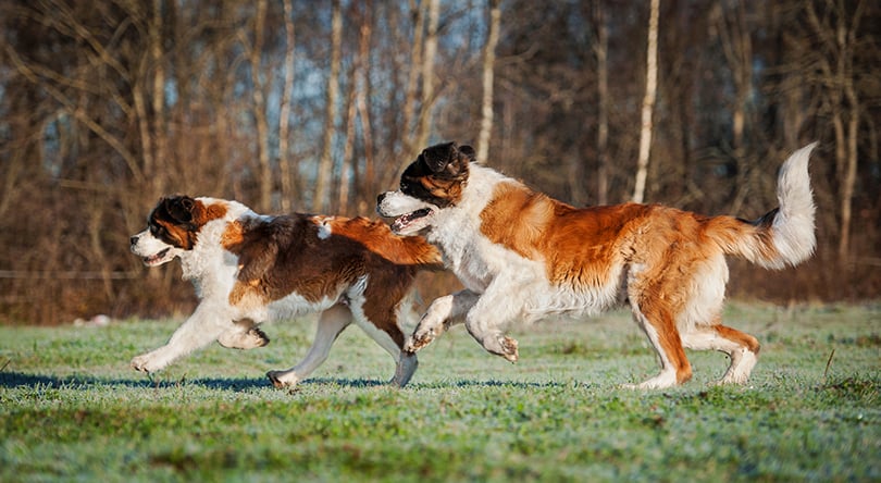 Dupla de cachorros da raça são bernardo