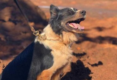 Morre cão farejador que atuou nas buscas por vítimas em Mariana e Brumadinho