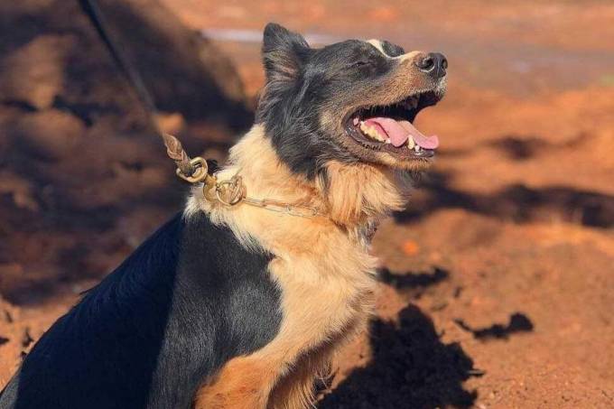 Morre cão farejador que atuou nas buscas por vítimas em Mariana e Brumadinho